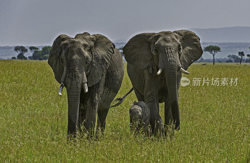 非洲丛林象(Loxodonta africana)，也被称为非洲草原象。母鲸和幼鲸。肯尼亚马赛马拉国家保护区。